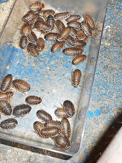 Going to try roaches for the first time