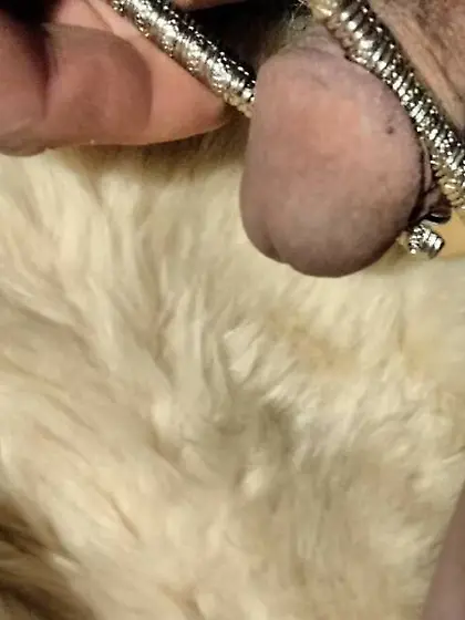 amateur penis torture