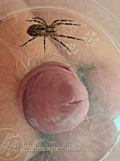 spider Zoropsis spinimana playing with me -3D4ED 1