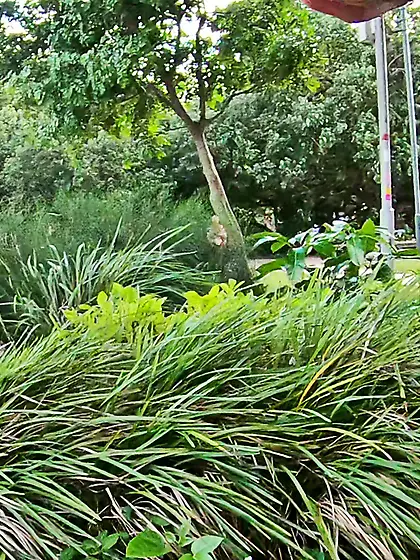 WNBR Byron Bay erection public exhibitionist cock