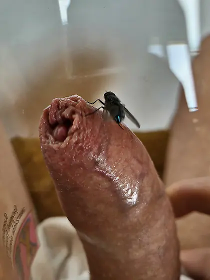 First autumn flies on my cock 1