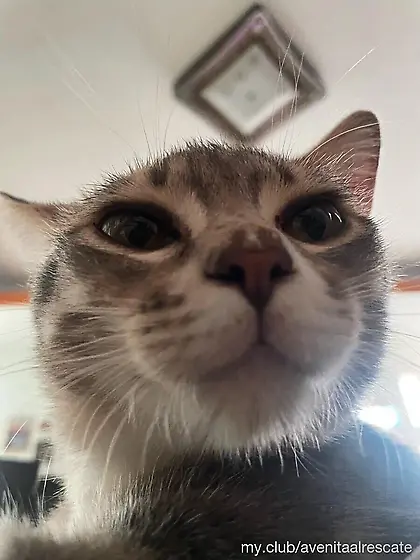 Avenita al rescate Free Photos