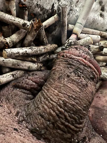 Submissive sissy faggot ashtray and toilet.