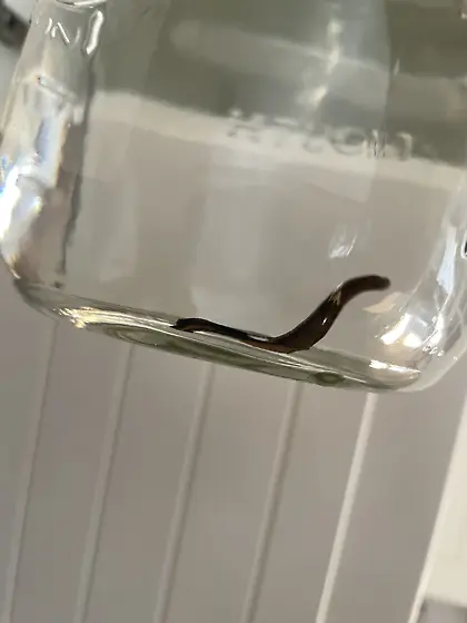 One squiggly lil dude